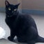 画像 黒猫もんさんと新入りちーさんの生活ブログのユーザープロフィール画像