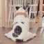 ひまわりのサムネイル