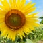 花菜のサムネイル