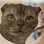 画像 元保護猫　ウォン　の物語のユーザープロフィール画像