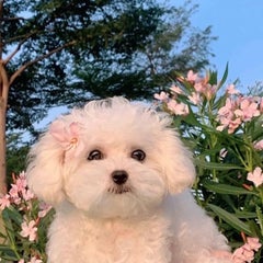 ryokouのプロフィール