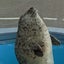 ぞんぞんのサムネイル