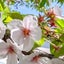 sakura🍀のサムネイル