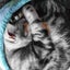 画像 マイケル&もも&レオ、アメショー3匹猫生活のユーザープロフィール画像
