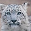 しりうすのねこωのサムネイル