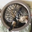 Rahagasu☆のサムネイル