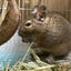 カニカマのサムネイル