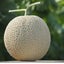 melonのサムネイル