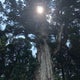 みーこのおすすめのサムネイル
