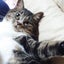 画像 水頭症の猫まどか♂と愛猫達と家族と私のユーザープロフィール画像