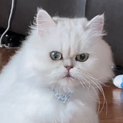 murmur  (ﾑア〜ﾑア〜)のプロフィール