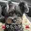 ゆちゃタコのサムネイル