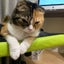 ゆうきちのサムネイル
