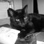 画像 黒猫レインと鬱病詩人２のユーザープロフィール画像
