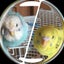 えみーごのサムネイル