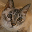 画像 園田信子の猫ブログのユーザープロフィール画像