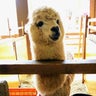ひよりのプロフィール