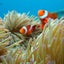 okinawa-islands-loverのサムネイル