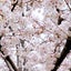 akincoのサムネイル