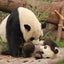 パンダのサムネイル