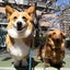 そめこのサムネイル