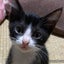 がんばれナナ😿　FIP闘病中😿のサムネイル