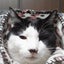 画像 老猫タマ　と　家族の思いのユーザープロフィール画像