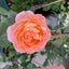 画像 ririka-gardenのブログのユーザープロフィール画像