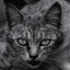 ねここのサムネイル