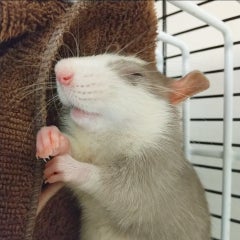 Boaのプロフィール
