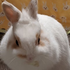 くろねこのプロフィール