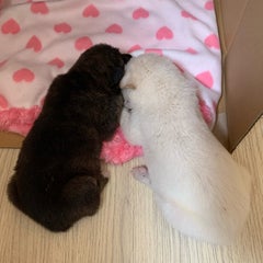 wankototekutekuのプロフィール