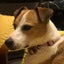 画像 ニューヨークの高校と犬3匹〜水玉のブログのユーザープロフィール画像