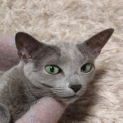 まる子のプロフィール