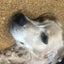 ルーク（レトニエル）1歳のサムネイル
