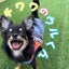 chiwawa-no-uruのサムネイル