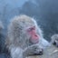 lostmonkeyのサムネイル