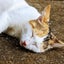 のーあーのサムネイル