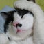 画像 　　猫のカネオくんのユーザープロフィール画像
