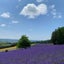 ソラのサムネイル