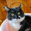 画像 わたしの猫の話のユーザープロフィール画像