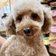 画像 元保護犬サンゴののんびり生活のユーザープロフィール画像