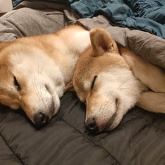 ぽてさらのプロフィール