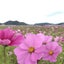 color-therapy-asaのサムネイル
