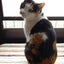 画像 manekineko0303のブログのユーザープロフィール画像