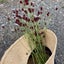 花癒しのサムネイル