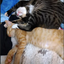 猫エイズのお家のサムネイル