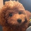 くぅのサムネイル