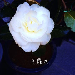 月霧丸(tukigirimaru)のプロフィール