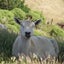 きぶんや in New Zealand 🇳🇿のサムネイル